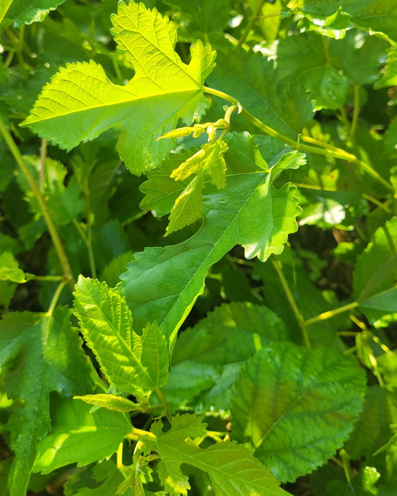 Grandpa Harold mulberry foliage.