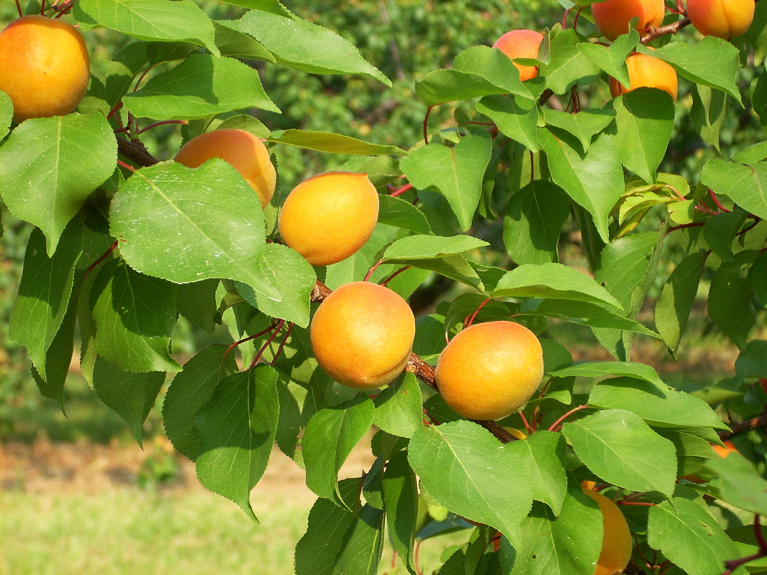 Harlayne Apricot Bareroot
