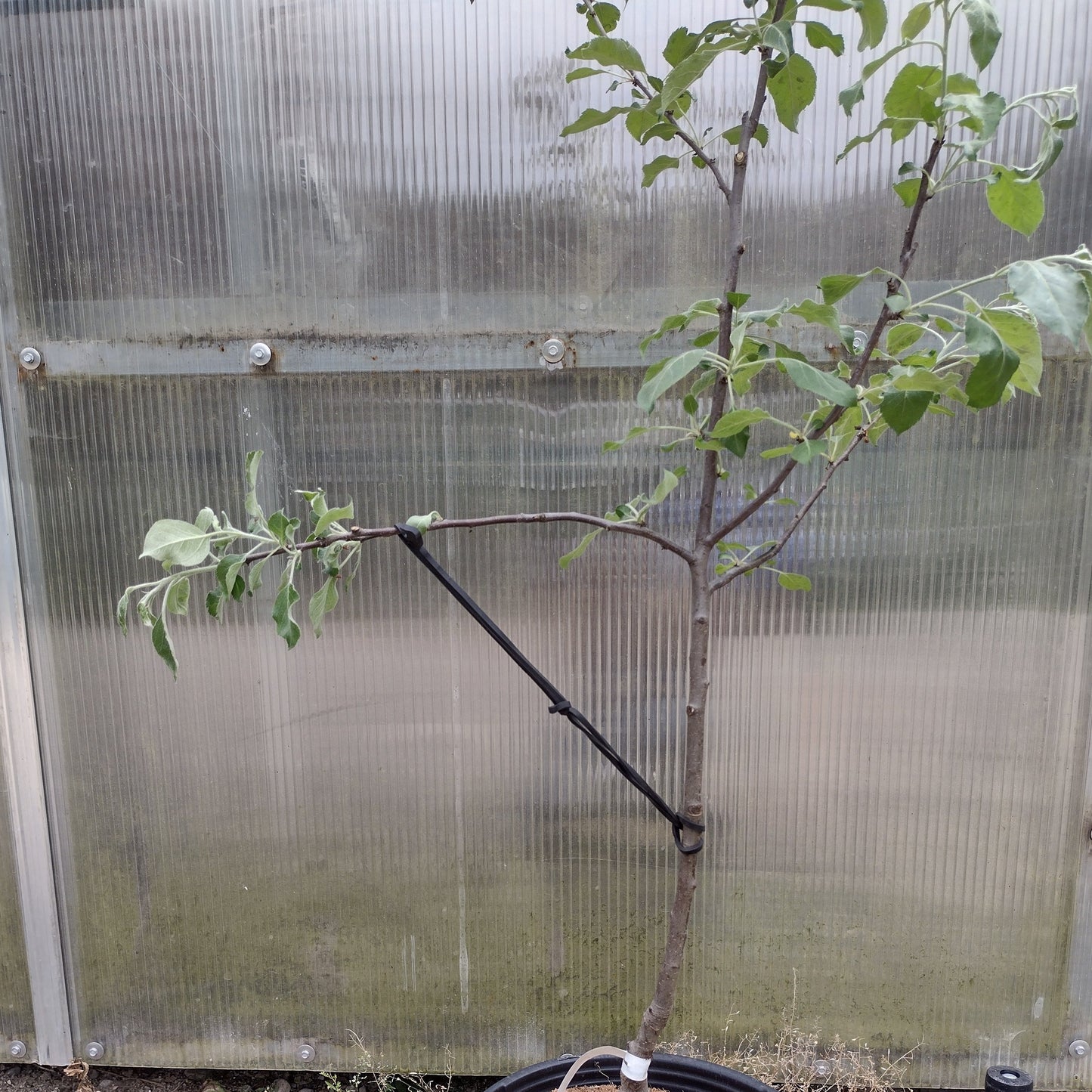 Tree Training Band demonstrated on a tree