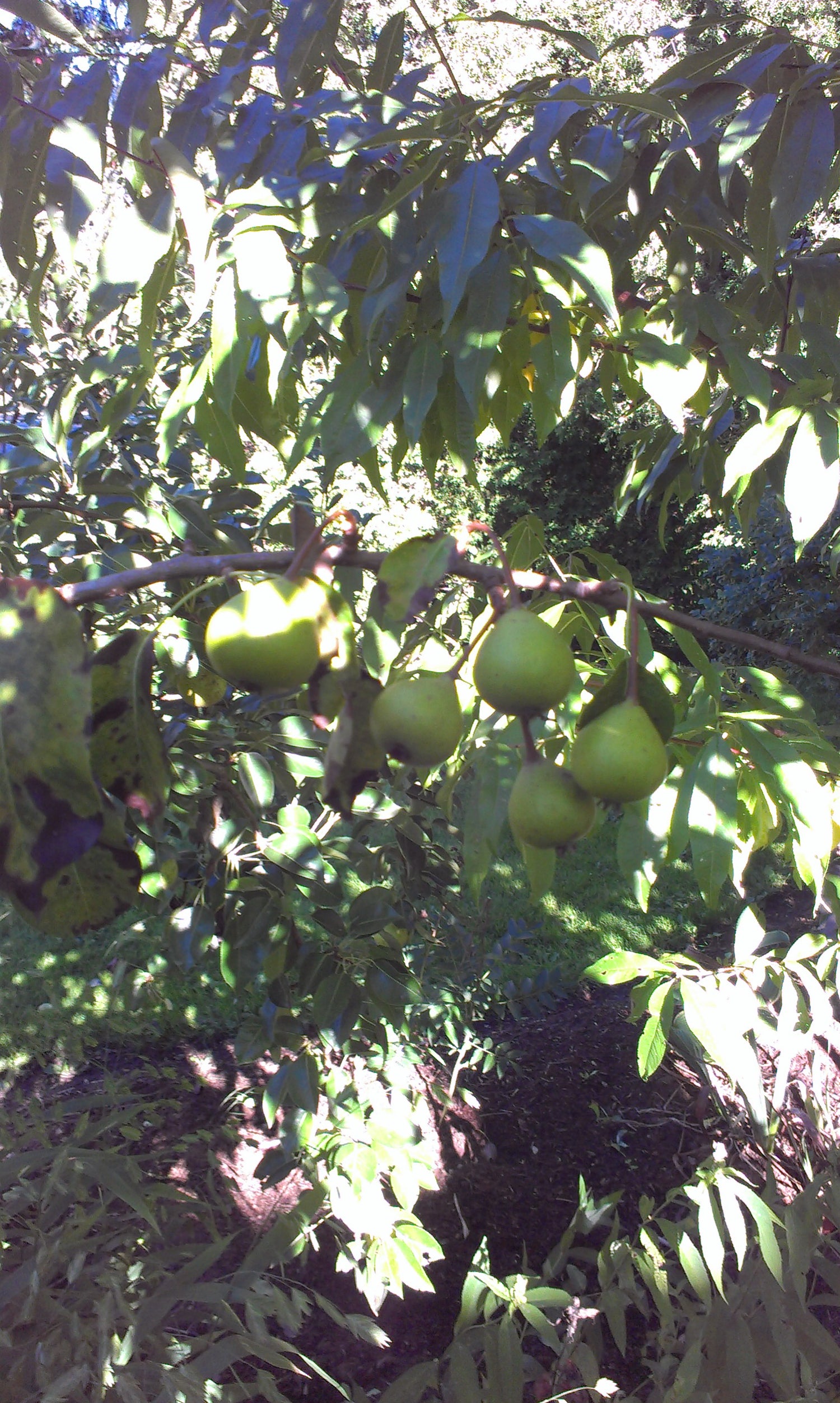 Gin European Pear Bareroot
