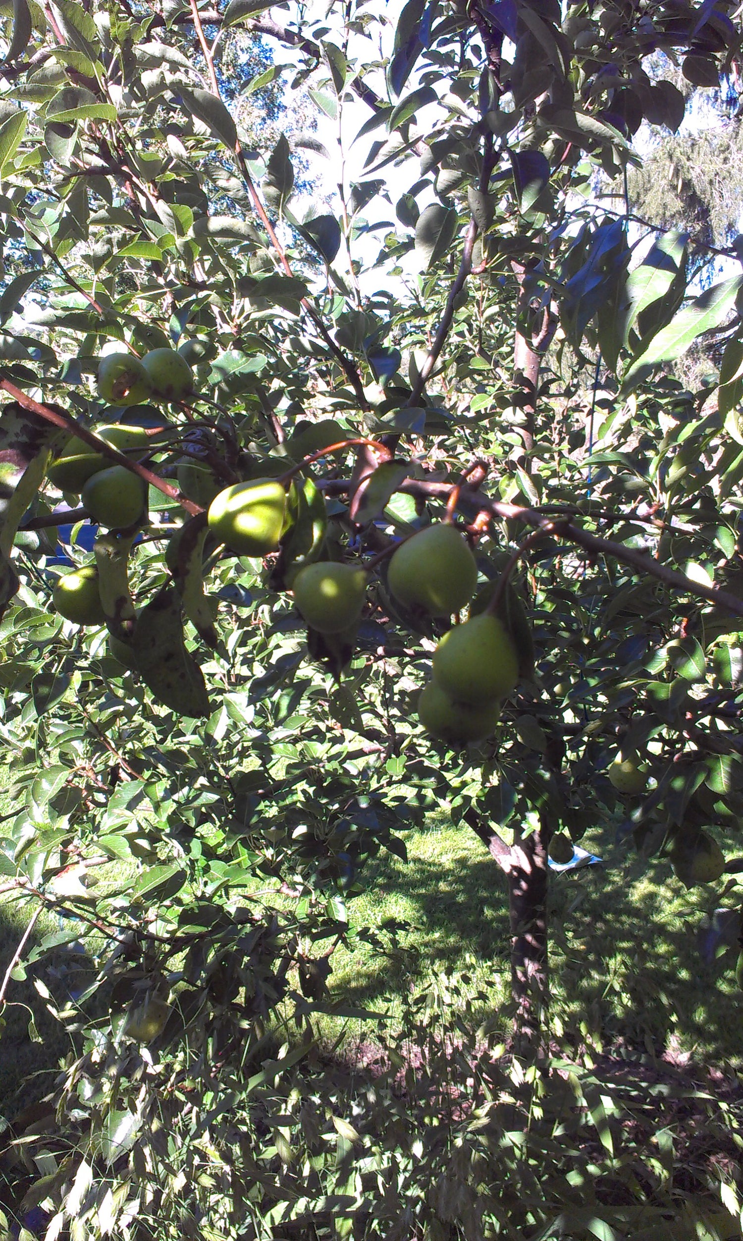 Gin European Pear Bareroot