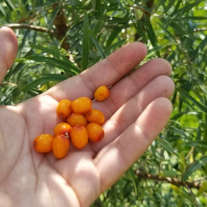 Mary Sea Buckthorn (Female)