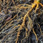 Speckled Alder Seedling - roots view with nitrogen fixing nodules
