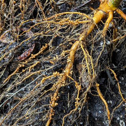 Speckled Alder Seedling - roots view with nitrogen fixing nodules