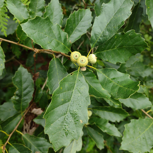 Dwarf Chinquapin Oak Seedling