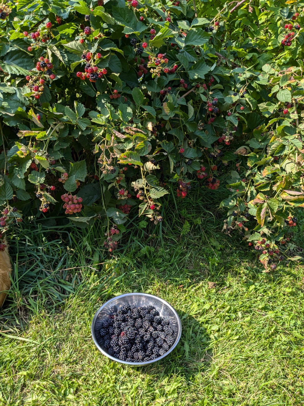 bowl of Chester Thornless Blackberries sitting beside the bushes