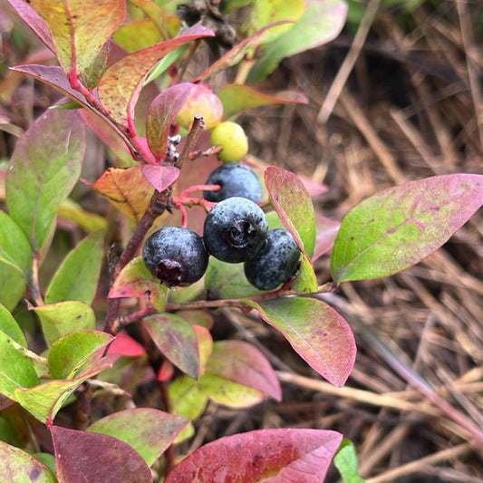 Elliott Highbush Blueberry