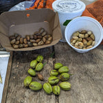 Ultra Northern Pecan nuts