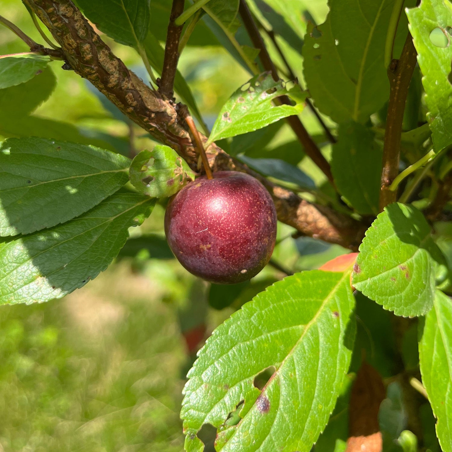 Opata Chum Scionwood