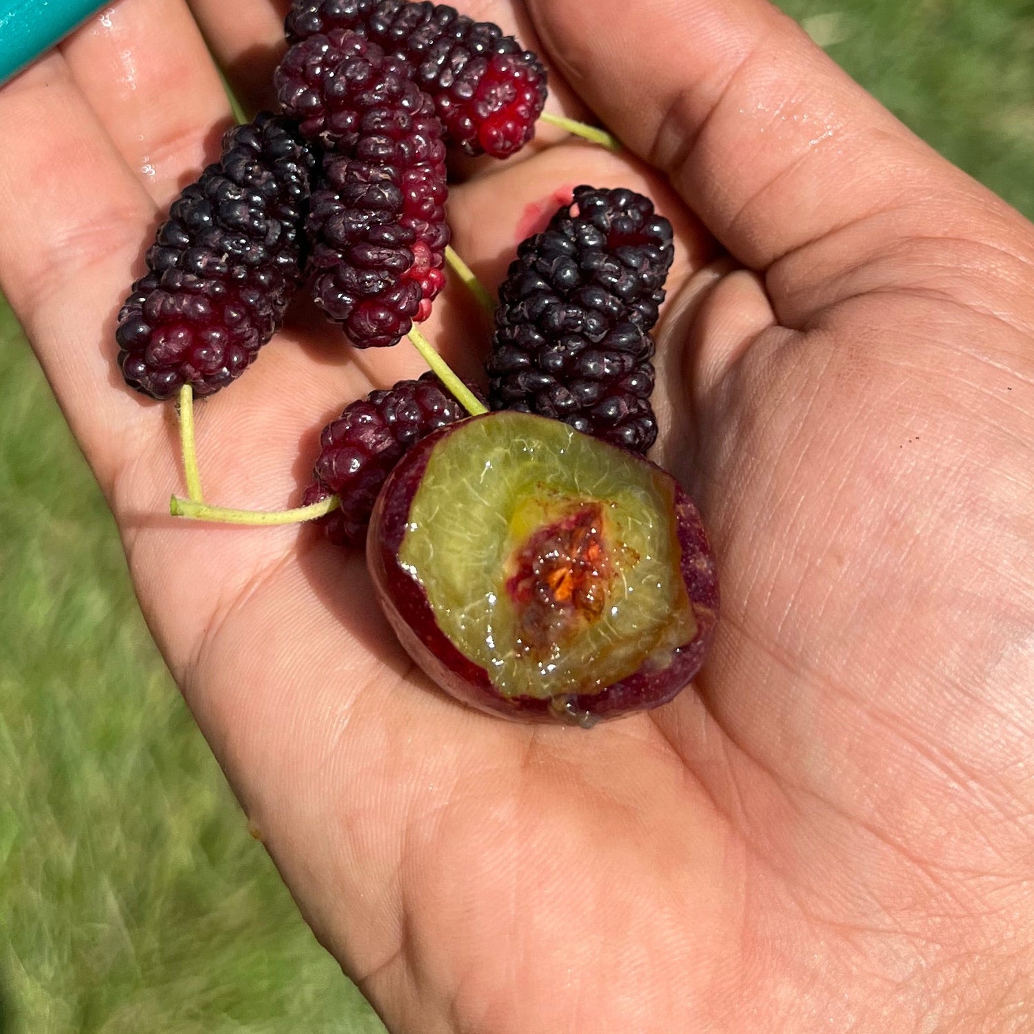 Opata Chum Scionwood