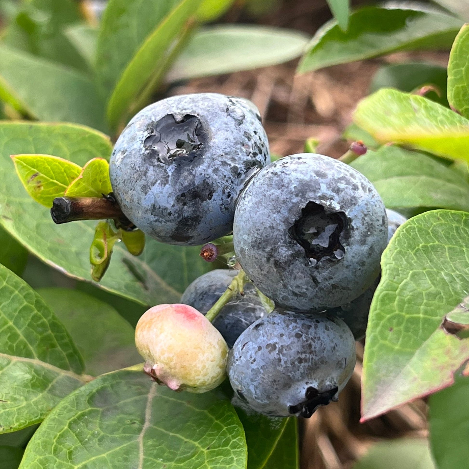 Toro Highbush Blueberry