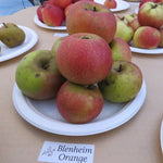 Blenheim Orange apples on a plate.