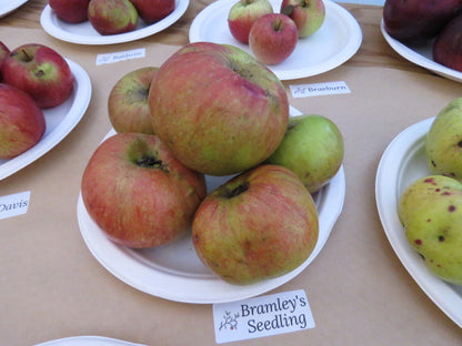 Bramley's Seedling Apple