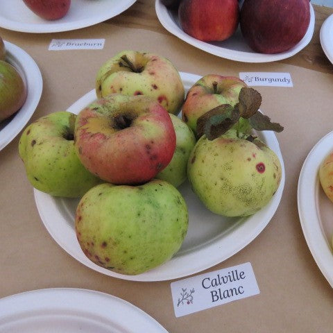 Calville Blanc d'Hiver Apples on a plate.