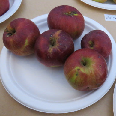 Eden™ Apple Scionwood