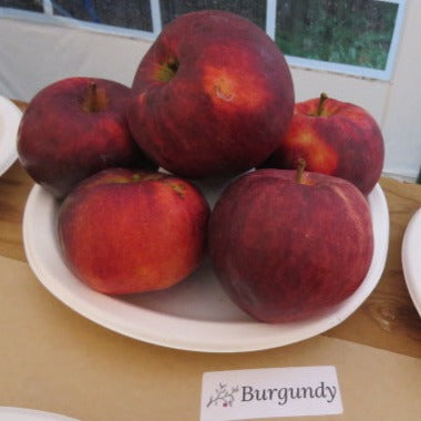 Burgundy Apple