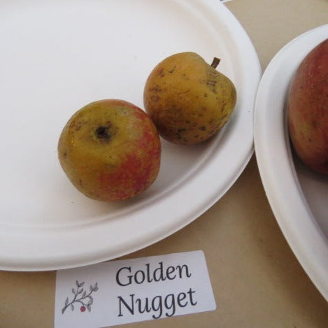 Golden Nugget Apple