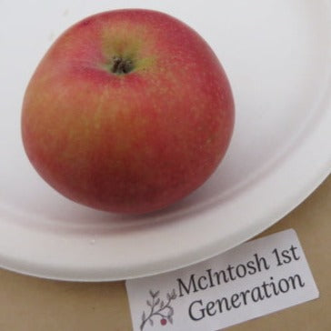 McIntosh 1st Generation Apple