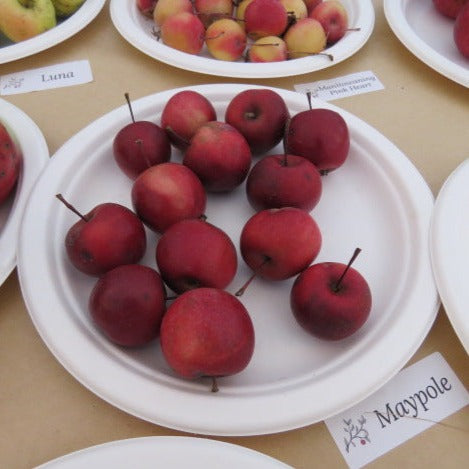 Maypole Crabapple