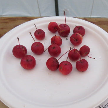 Manchurian Crabapple Scionwood