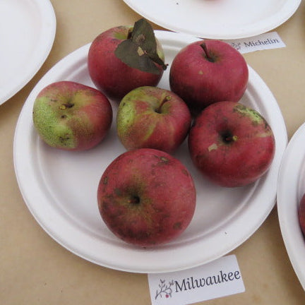 Milwaukee Apple Scionwood