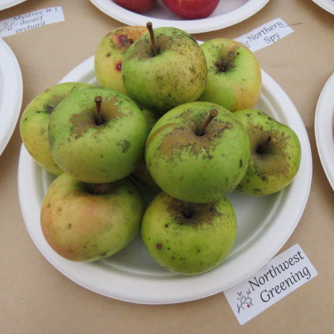 Northwest Greening Apple Scionwood