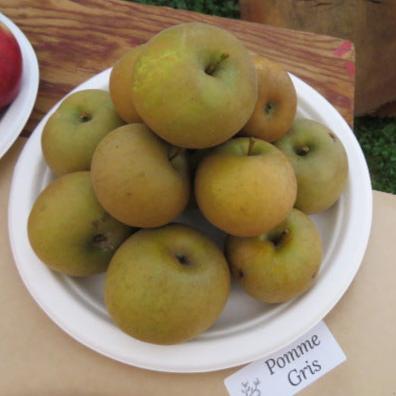 Pomme Gris Apple