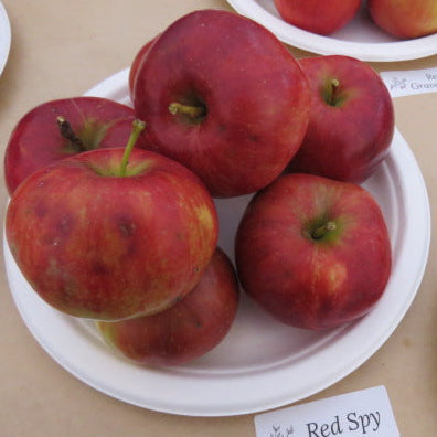 Red Spy Apple Scionwood