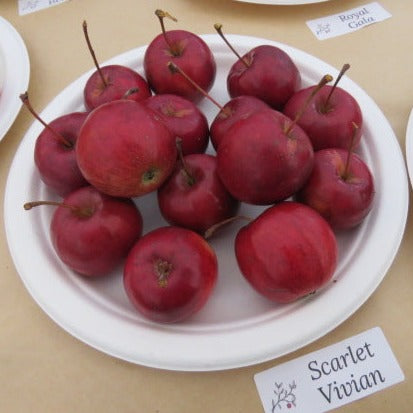 Scarlet Vivian Apple Scionwood