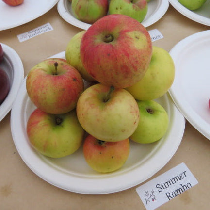 Summer Rambo Apple Scionwood