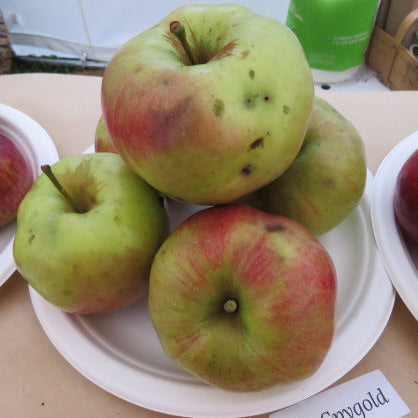 Spigold Apple Scionwood