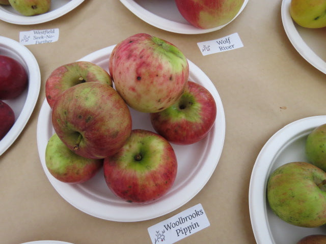 Woolbrook Pippin Bareroot Apple