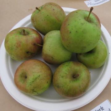 York Imperial Apples on a plate