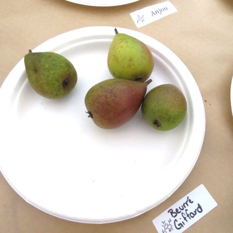 Beurre Giffard pears sitting on a plate.