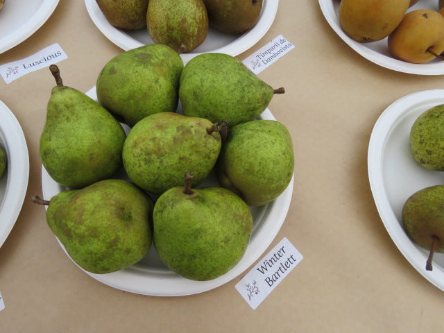 Winter Bartlett Pears on a plate