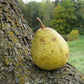 Dotzert Winter Pear