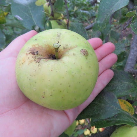 Greensleeves Apple