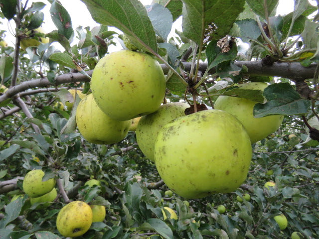 Tolman Sweet Apple Bareroot