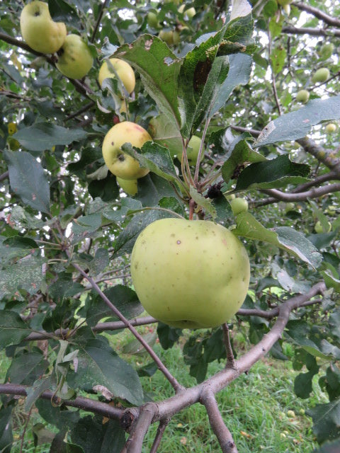 Tolman Sweet Apple Bareroot