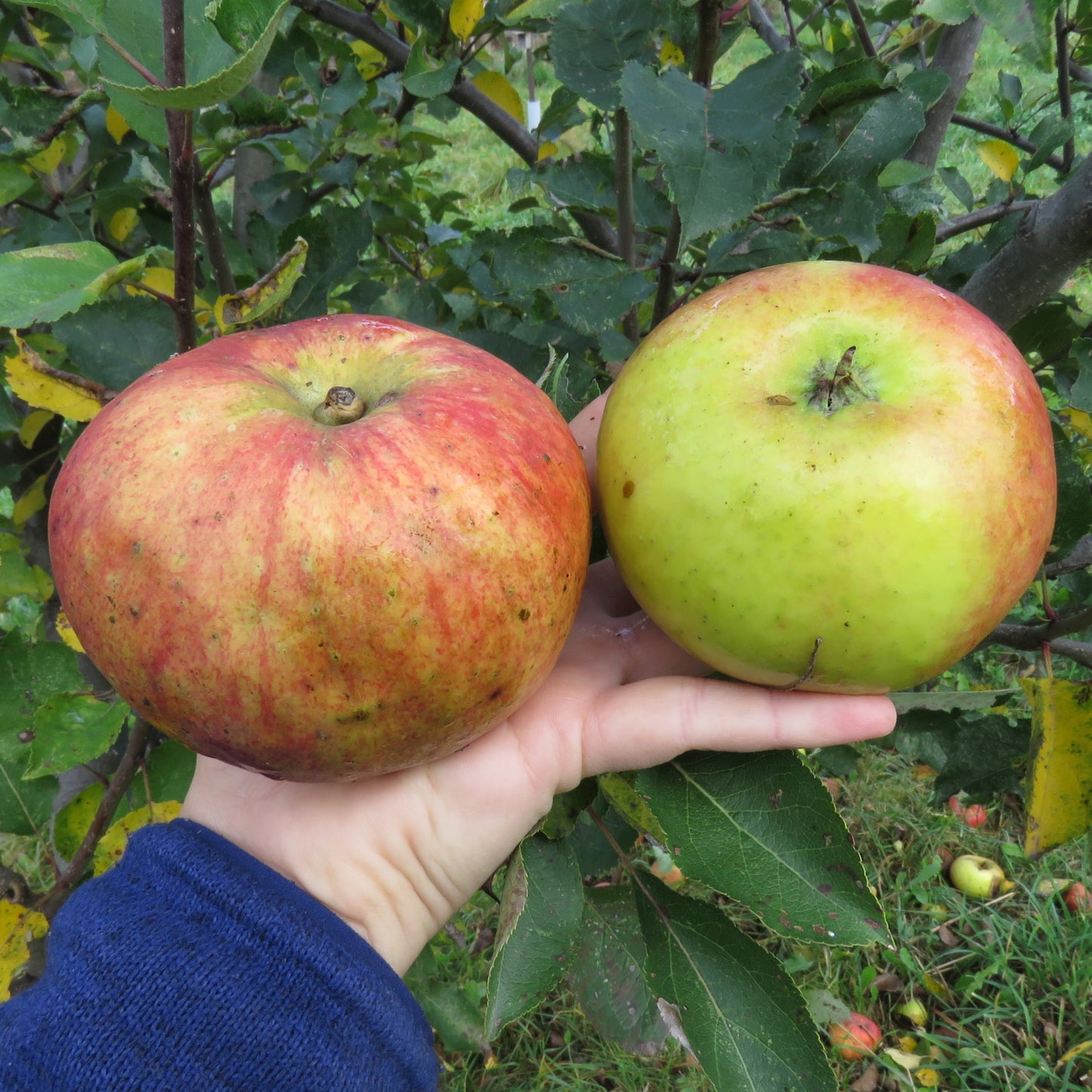 Bramley's Seedling Apple