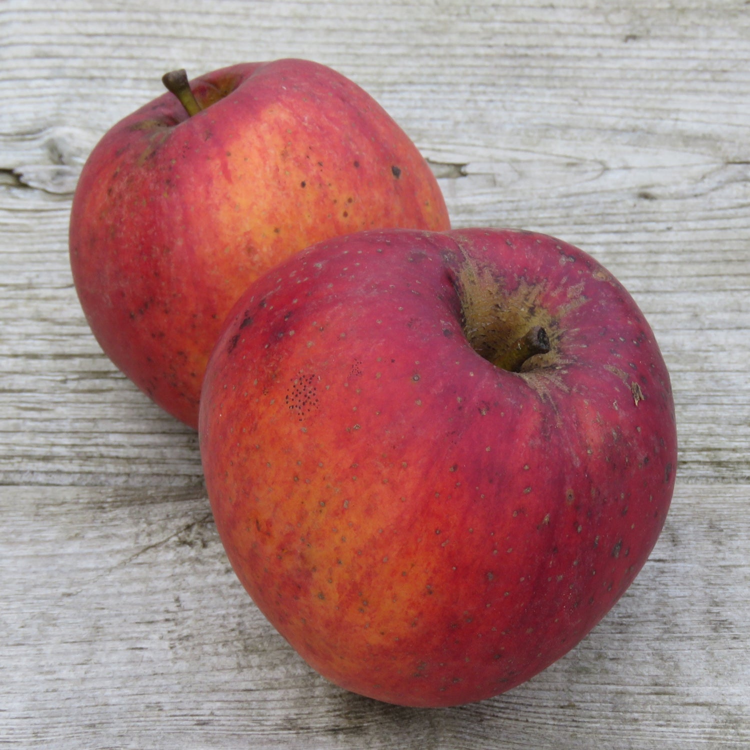 Mother Apple Bareroot