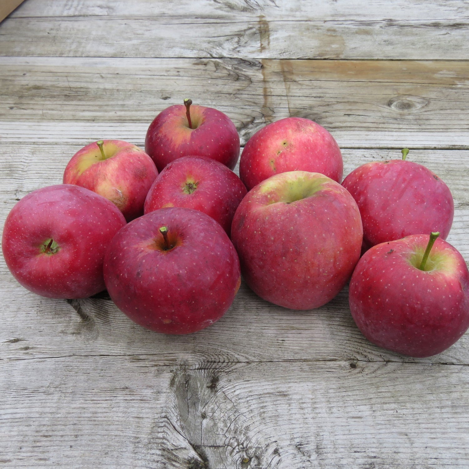 Potted Florina Apple