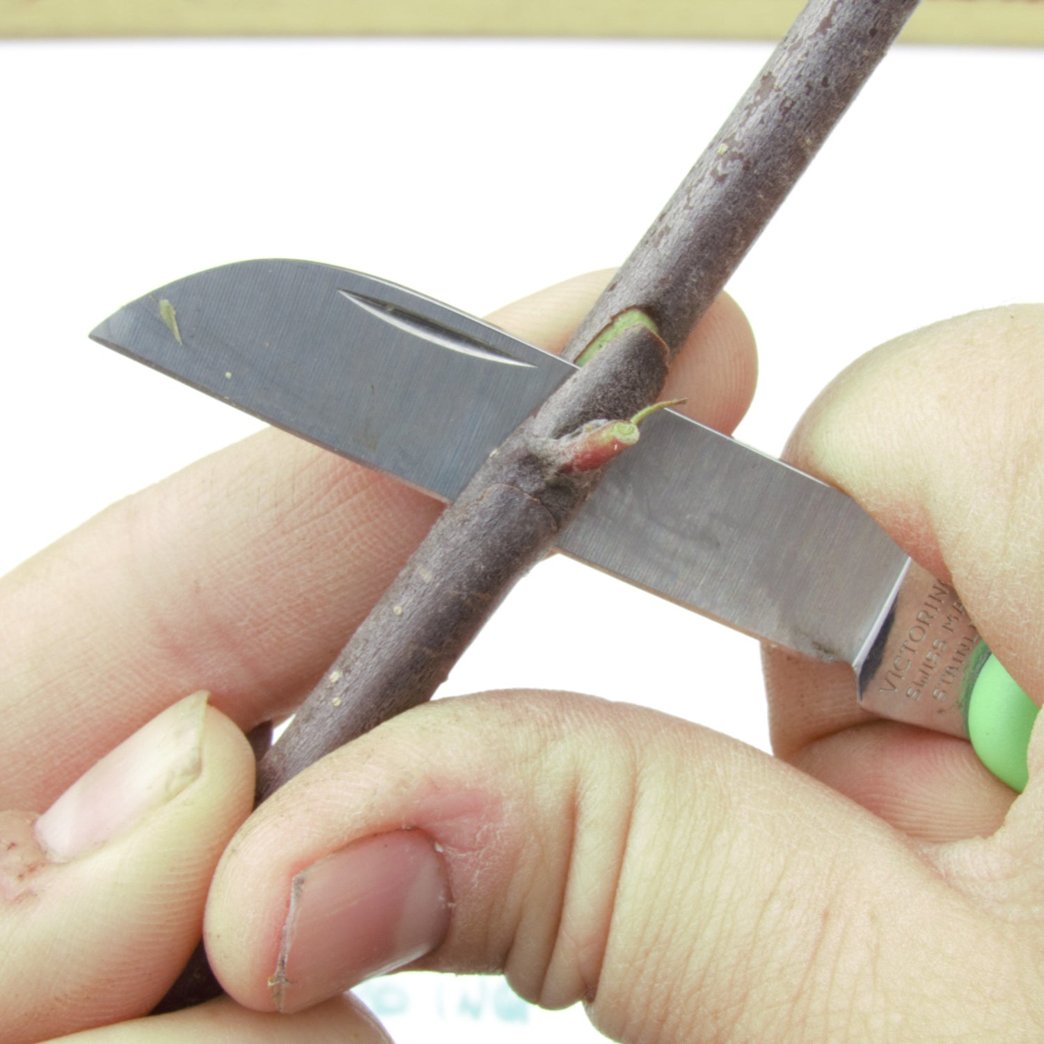 Summer Apple Grafting Workshop