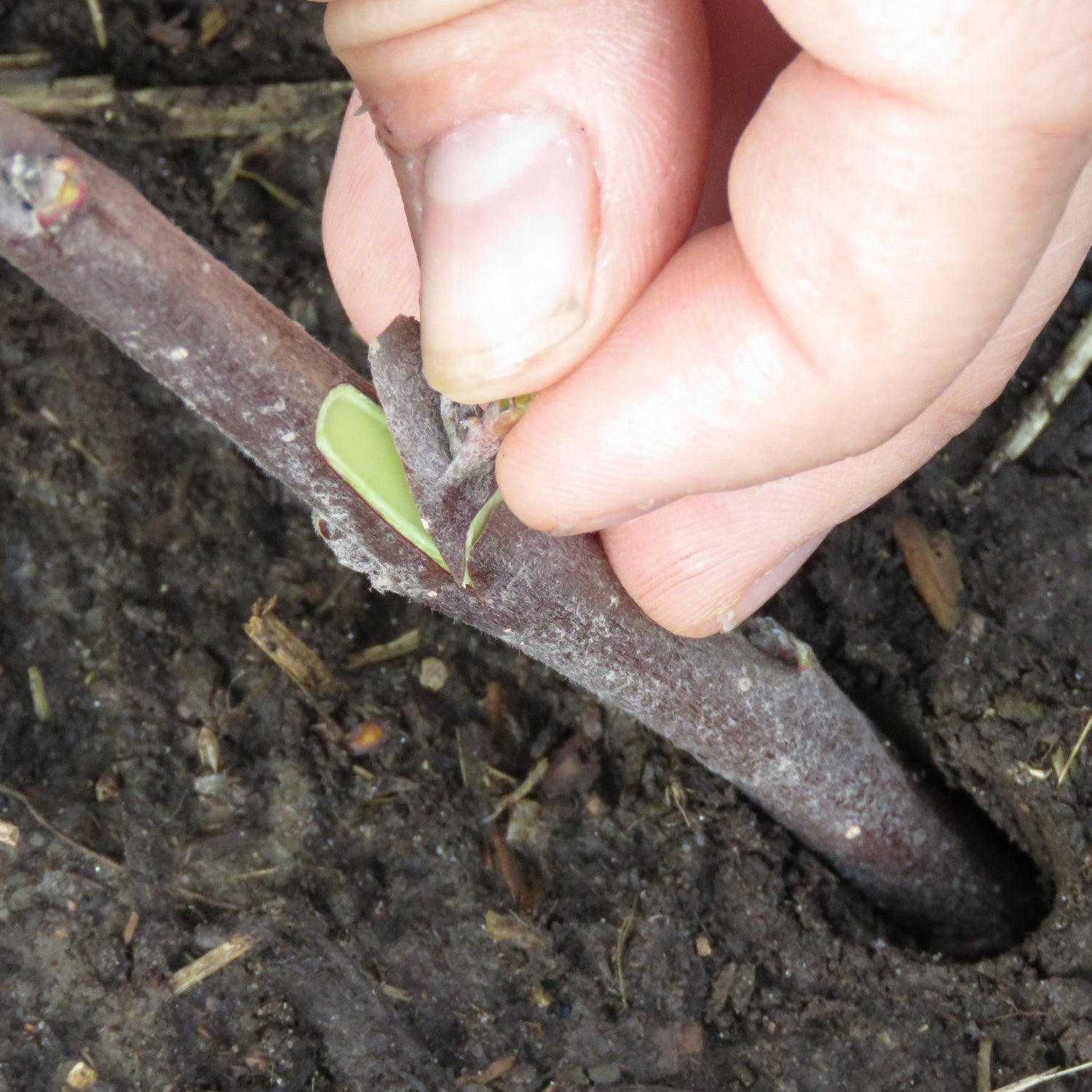 Summer Apple Grafting Workshop