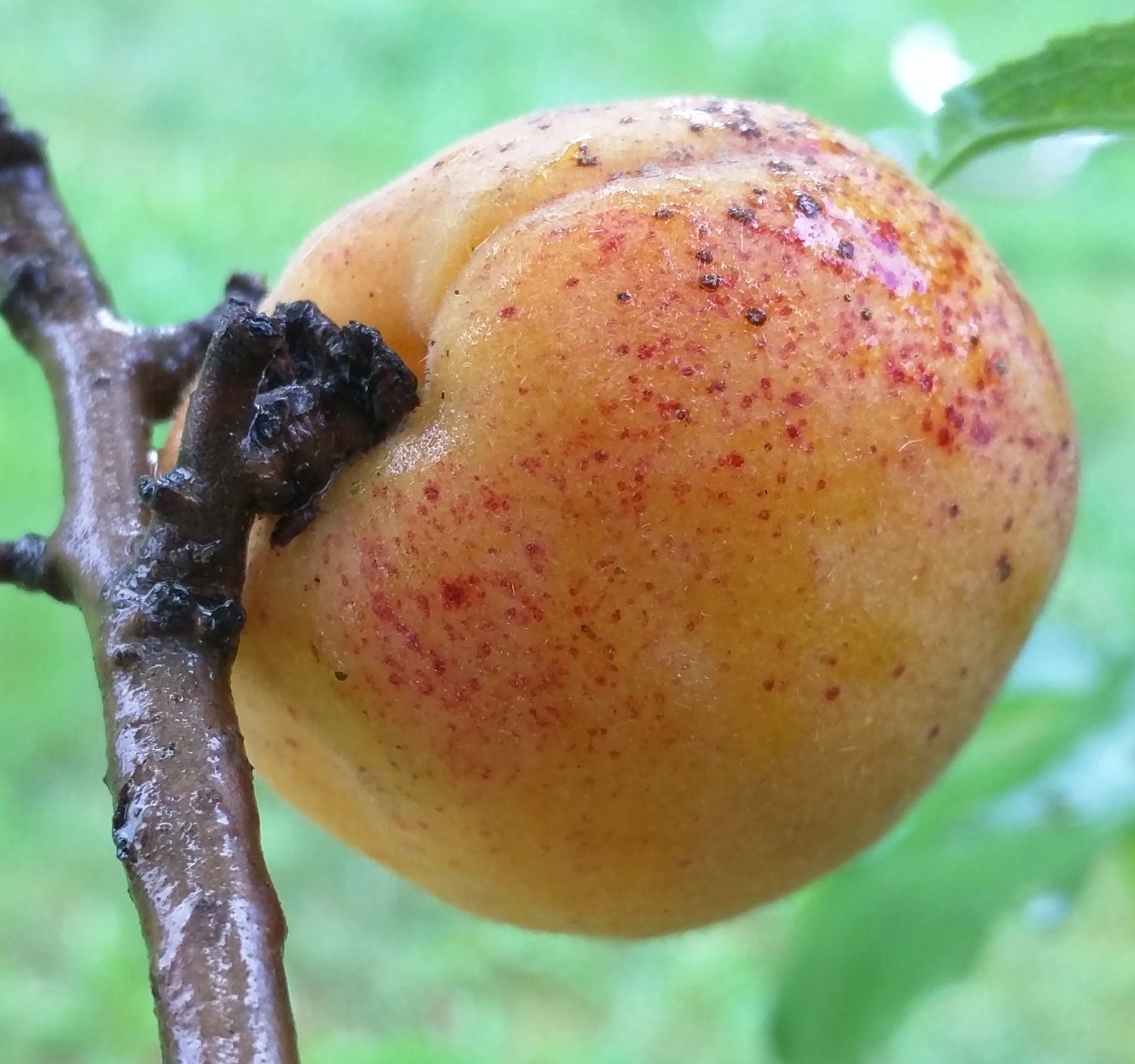 Debbie's Gold Apricot Bareroot