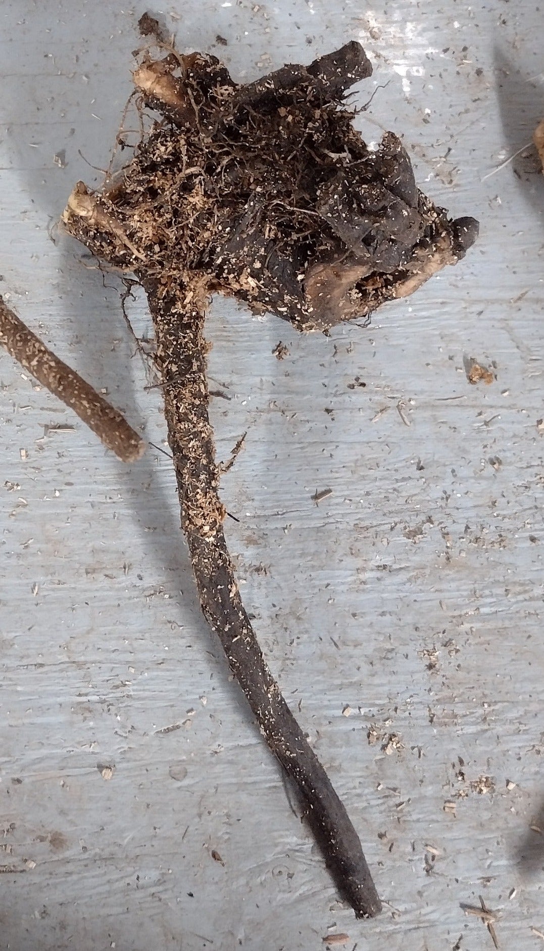 Comfrey Root