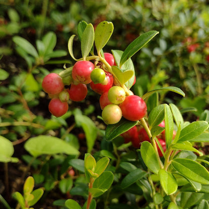 Erntesegen Lingonberry