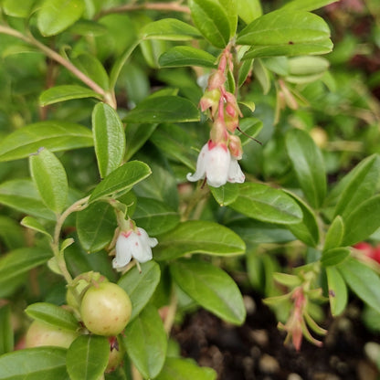 Erntesegen Lingonberry