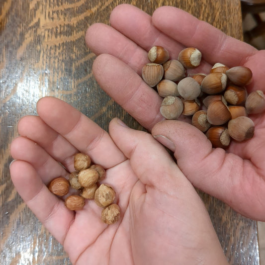 handful of shelled northern hazelnuts and a handful of un-shelled northern hazelnuts