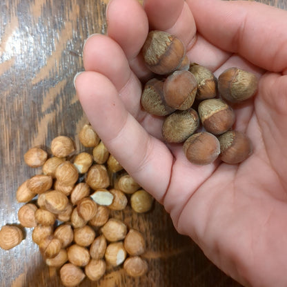 handful of american hazelnuts with shelled american hazelnuts beside it